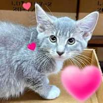 Thumbnail photo of Remy #1