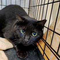 Thumbnail photo of Grizzly #2