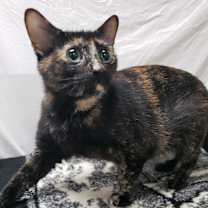 Thumbnail photo of Uno #3