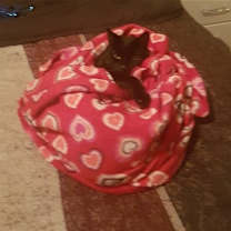 Thumbnail photo of Luna & Lilu* #4