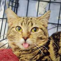 Thumbnail photo of Shorty #3