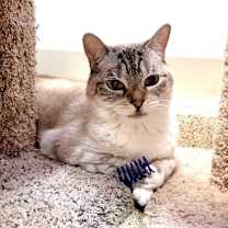 Thumbnail photo of Phoebe #1