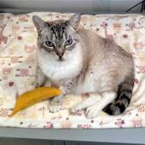 Thumbnail photo of Phoebe #2
