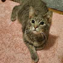 Thumbnail photo of Alfie #1