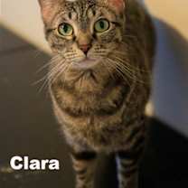 Thumbnail photo of Clara (NapaHM) #1