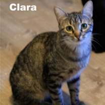 Thumbnail photo of Clara (NapaHM) #2