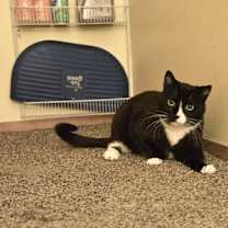 Thumbnail photo of Buttons #3