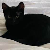Thumbnail photo of Salem #1