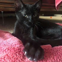 Thumbnail photo of Salem #2