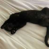 Thumbnail photo of Salem #3