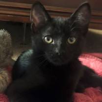 Thumbnail photo of Salem #4