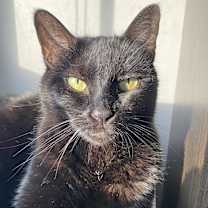 Thumbnail photo of Quasi #2