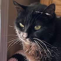 Thumbnail photo of Quasi #3