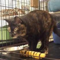 Thumbnail photo of Clover #2