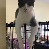 Thumbnail photo of Gato #1
