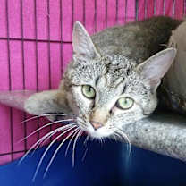 Thumbnail photo of Tiggs #1