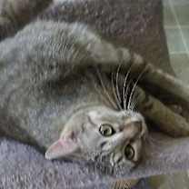 Thumbnail photo of Tiggs #3