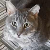 Thumbnail photo of Cuddles #1