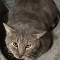 Thumbnail photo of Cuddles #2