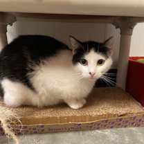 Thumbnail photo of Attina #2