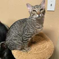 Thumbnail photo of Persia #3