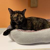Thumbnail photo of Spook #1