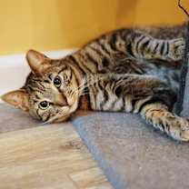 Thumbnail photo of Stripes #1