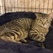 Thumbnail photo of Stripes #2