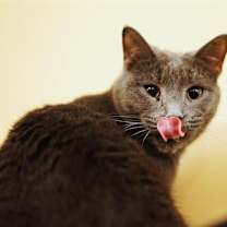 Thumbnail photo of Jughead #2