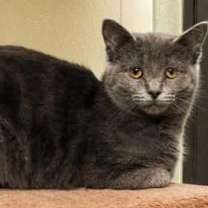 Thumbnail photo of Midnight #1