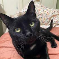 Thumbnail photo of Stitch #1