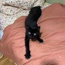 Thumbnail photo of Stitch #2