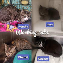 Thumbnail photo of Barn Cat - Working Cat M/F #2