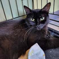 Thumbnail photo of C202 Litter Cocoa, mom #3