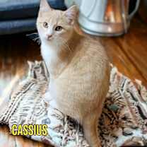 Thumbnail photo of Cassius #1