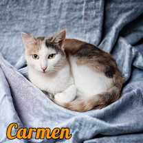 Thumbnail photo of Carmen #1