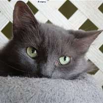 Thumbnail photo of Riviera #2