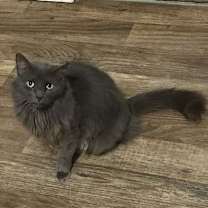 Thumbnail photo of Riviera #3