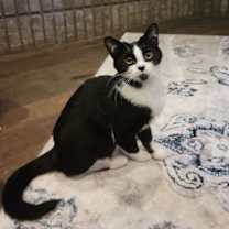 Thumbnail photo of Thora #1