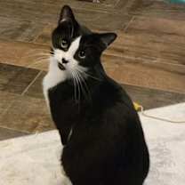 Thumbnail photo of Thora #3