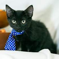 Thumbnail photo of Persimmon #1