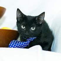 Thumbnail photo of Persimmon #2