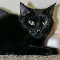 Thumbnail photo of Persimmon #3