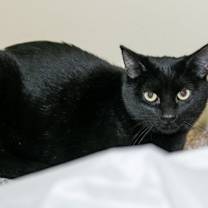 Thumbnail photo of Persimmon #4