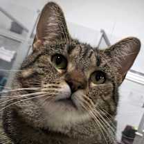 Thumbnail photo of Savannah #1