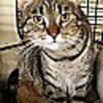 Thumbnail photo of Savannah #2