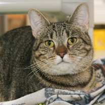 Thumbnail photo of Savannah #3