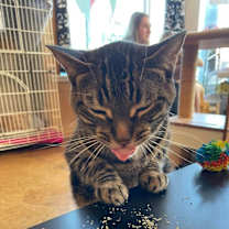 Thumbnail photo of Juniper #3