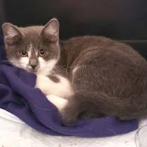 Thumbnail photo of Ruby #4