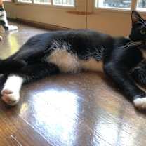 Thumbnail photo of LARRY (DOB ~DECEMBER 2021) #1